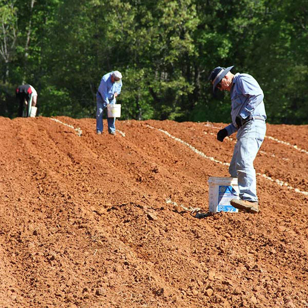 potato project, adults working in field